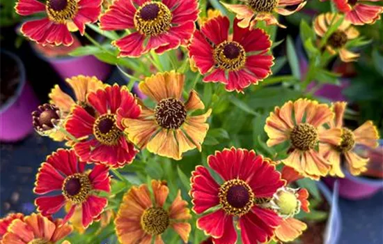 Helenium x cult. 'Poncho'