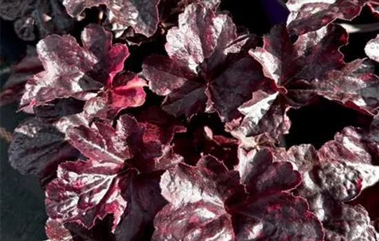 Heuchera 'Midnight Rose' Heuchera 'Midnight Rose'