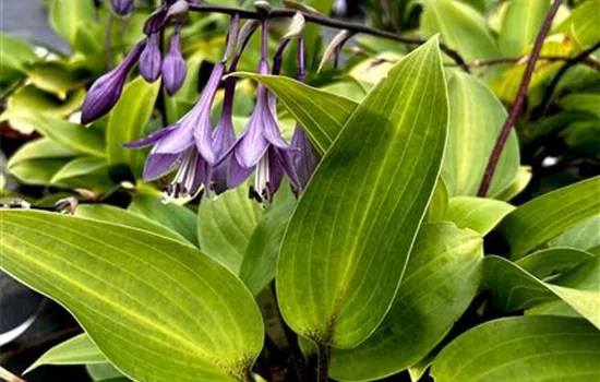 Hosta nakaiana 'Purple Heart' Hosta nakaiana 'Purple Heart'