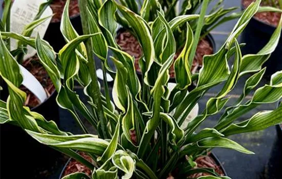 Hosta x cultorum 'Praying Hands' Hosta x cultorum 'Praying Hands'