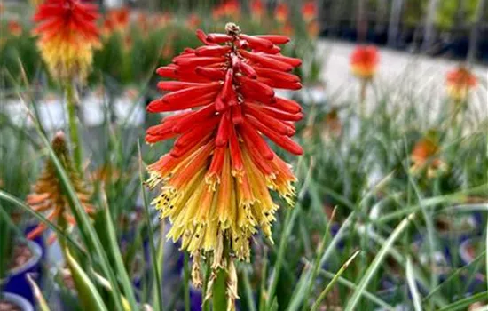 Kniphofia hybrida 'Poco Daybreak'