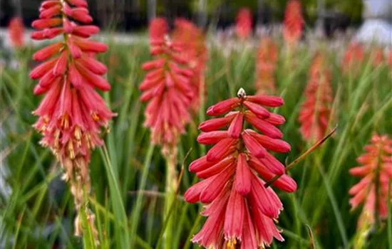 Kniphofia uvaria 'Redhot Popsicle'