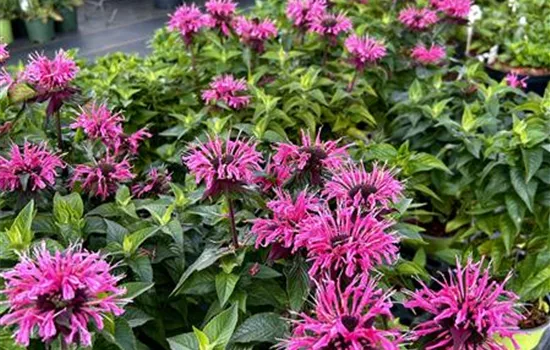 Monarda didyma SUGAR BUZZ® 'Bubblegum Blast' Monarda didyma SUGAR BUZZ® 'Bubblegum Blast'