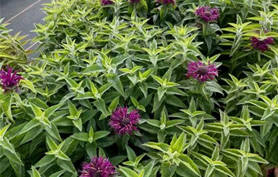 Monarda didyma SUGAR BUZZ® 'Grape Gumball' Monarda didyma SUGAR BUZZ® 'Grape Gumball'