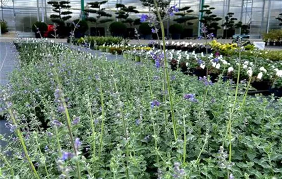 Nepeta x faassenii 'Blue Wonder' Nepeta x faassenii 'Blue Wonder'