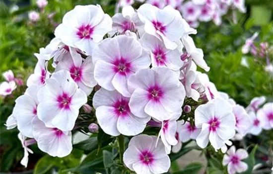 Phlox paniculata 'Flame Pro Soft Pink' Phlox paniculata 'Flame Pro Soft Pink'