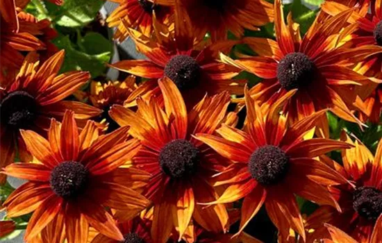 Rudbeckia hirta SmileyZ™ 'Joyful' Rudbeckia hirta SmileyZ™ 'Joyful'