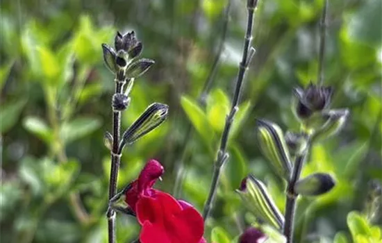 Salvia greggii 'Cherry Lips' Salvia greggii 'Cherry Lips'