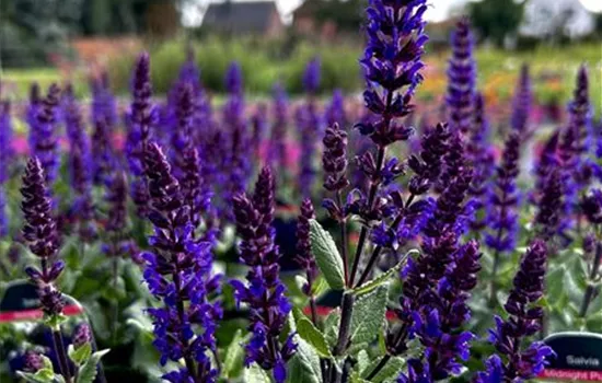 Salvia nemorosa 'Midnight Purple' Salvia nemorosa 'Midnight Purple'