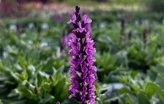Salvia nemorosa 'Midnight Rose' Salvia nemorosa 'Midnight Rose'