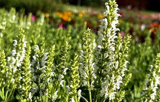 Salvia nemorosa Sensation ® 'White' Salvia nemorosa Sensation ® 'White'