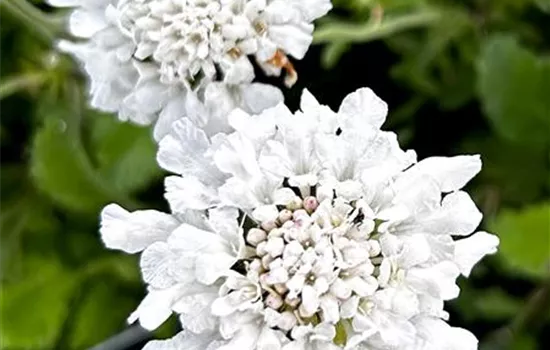 Scabiosa columbaria 'Flutter Pure White'  Scabiosa columbaria 'Flutter Pure White'