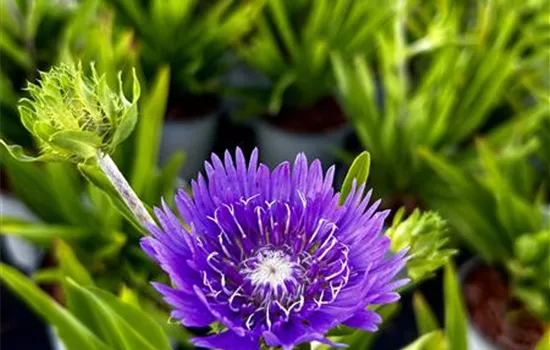 Stokesia laevis 'Klaus Jelitto'