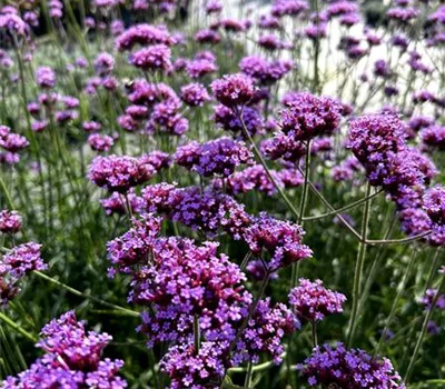 Verbena bonariensis