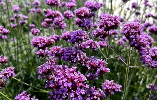 Verbena bonariensis Verbena bonariensis