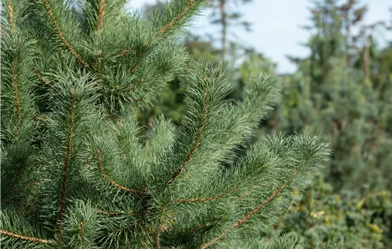 Pinus cembra 'Glauca'