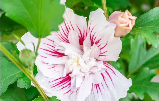 Hibiscus syriacus 'Starburst Chiffon' Hibiscus syriacus 'Starburst Chiffon'