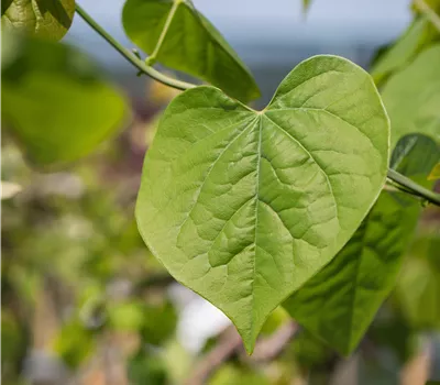 Cercis canadensis 'Lavender Twist'® Cercis canadensis 'Lavender Twist'®