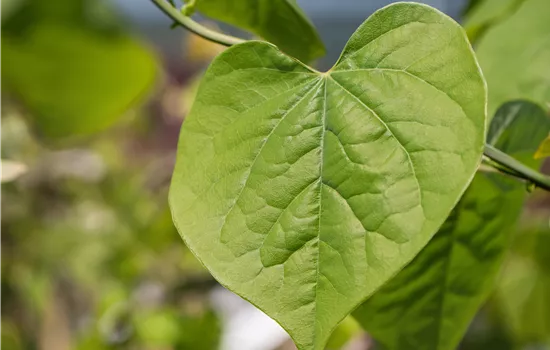Cercis canadensis 'Lavender Twist'® Cercis canadensis 'Lavender Twist'®