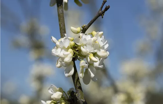 Cercis canadensis 'Texas White' Cercis canadensis 'Texas White'