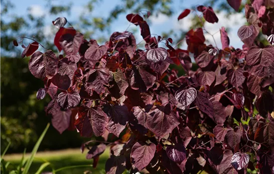 Cercis canadensis 'Merlot' Cercis canadensis 'Merlot'