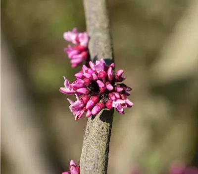 Cercis canadensis 'Forest Pansy' Cercis canadensis 'Forest Pansy'