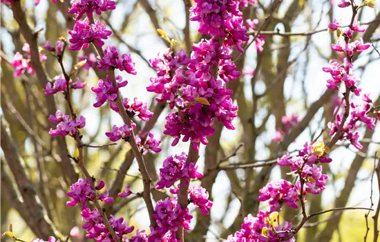 Cercis chinensis