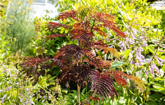 Albizia julibrissin 'Summer Chocolate'®