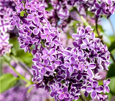 Syringa vulgaris 'Sensation' Stämmchen Syringa vulgaris 'Sensation' Stämmchen