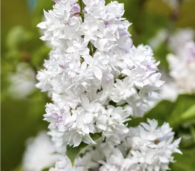 Syringa vulgaris 'Mme Lemoine' Stämmchen Syringa vulgaris 'Mme Lemoine' Stämmchen