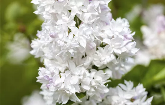 Syringa vulgaris 'Mme Lemoine' Stämmchen Syringa vulgaris 'Mme Lemoine' Stämmchen