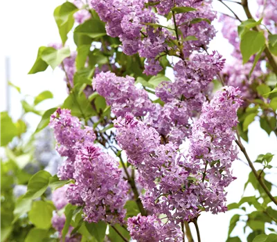 Syringa vulgaris 'Viktor Lemoine' Stämmchen Syringa vulgaris 'Viktor Lemoine' Stämmchen