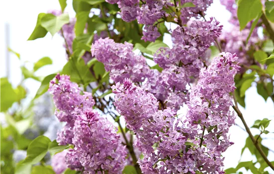 Syringa vulgaris 'Viktor Lemoine' Stämmchen Syringa vulgaris 'Viktor Lemoine' Stämmchen