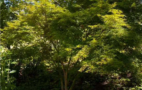 Acer palmatum 'Seiryu' Acer palmatum 'Seiryu'