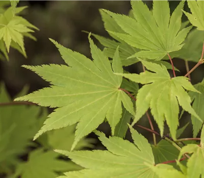 Acer shirasawanum 'Jordan' Acer shirasawanum 'Jordan'