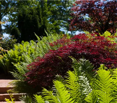 Acer palmatum 'Dissectum Garnet' Acer palmatum 'Dissectum Garnet'