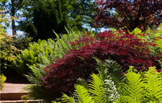 Acer palmatum 'Dissectum Garnet' Acer palmatum 'Dissectum Garnet'