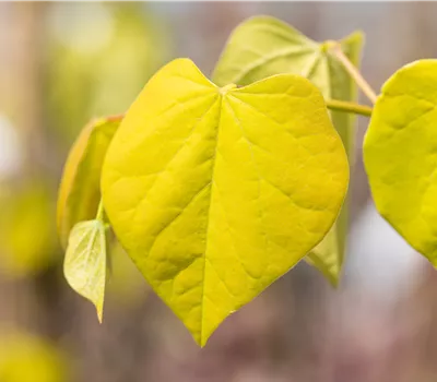 Cercis canadensis 'Golden Falls' Cercis canadensis 'Golden Falls'
