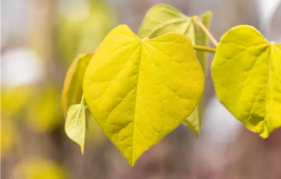 Cercis canadensis 'Golden Falls' Cercis canadensis 'Golden Falls'