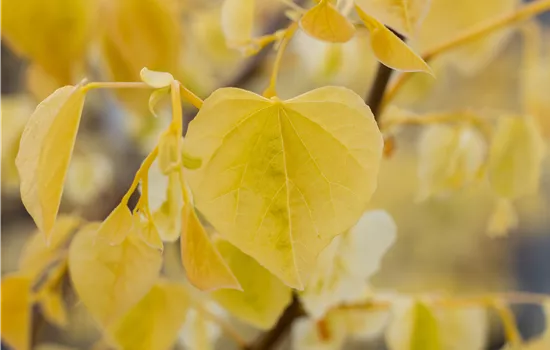 Cercis canadensis 'Rising Sun' Cercis canadensis 'Rising Sun'