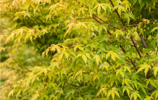 Acer palmatum 'Little Princess' Acer palmatum 'Little Princess'