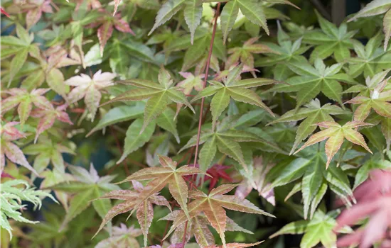 Acer palmatum 'Tsumabeni' Acer palmatum 'Tsumabeni'