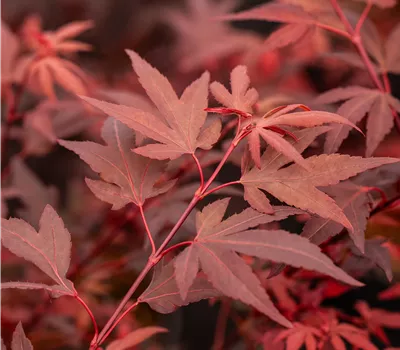 Acer palmatum 'Hime shojo' Acer palmatum 'Hime shojo'