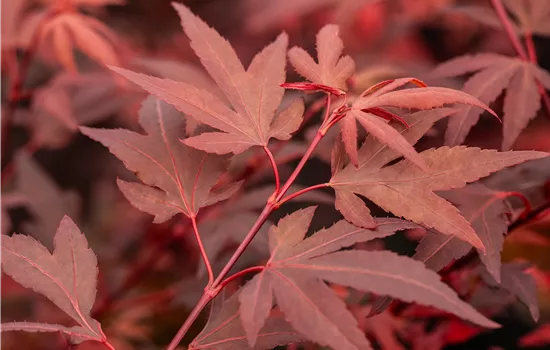 Acer palmatum 'Hime shojo' Acer palmatum 'Hime shojo'
