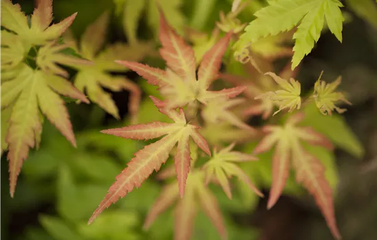 Acer palmatum 'Orange Dream' Acer palmatum 'Orange Dream'