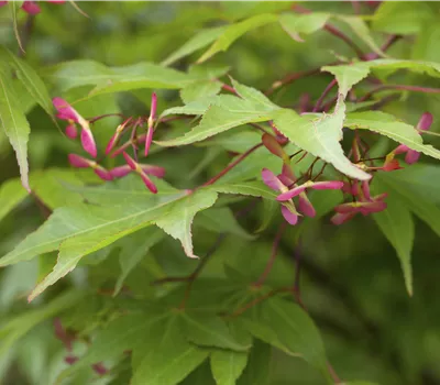 Acer palmatum Acer palmatum
