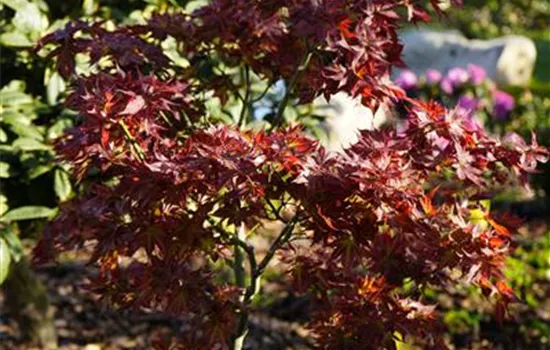Acer palmatum 'Ruby Stars' Acer palmatum 'Ruby Stars'