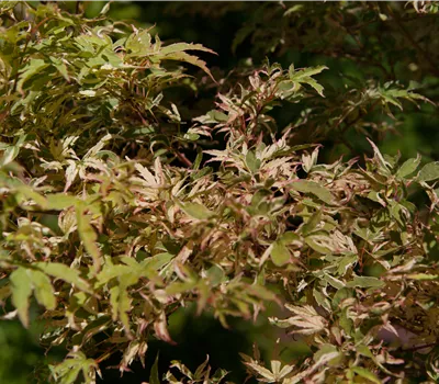 Acer palmatum 'Oridono Nishiki' Stämmchen Acer palmatum 'Oridono Nishiki' Stämmchen