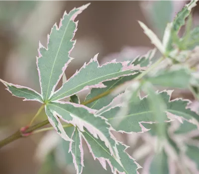 Acer palmatum 'Butterfly' Acer palmatum 'Butterfly'