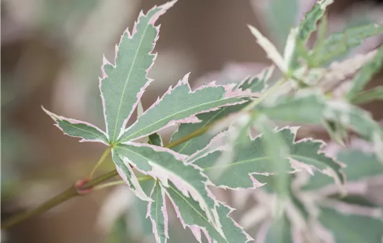 Acer palmatum 'Butterfly' Acer palmatum 'Butterfly'